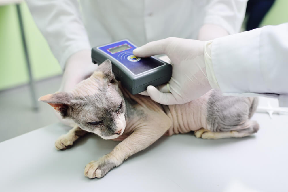 Microchipping in Miami