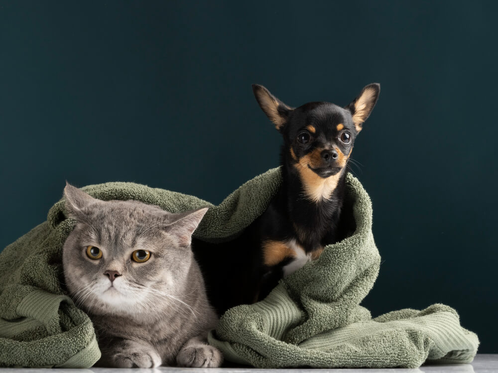 Spay and Neuter in Miami