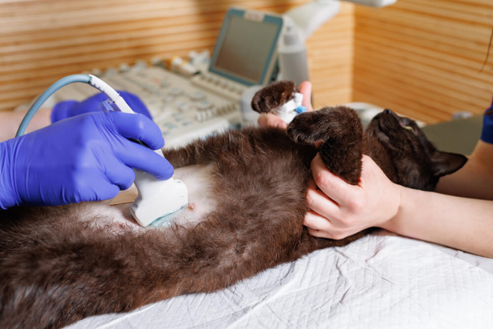 Ultrasound in Miami